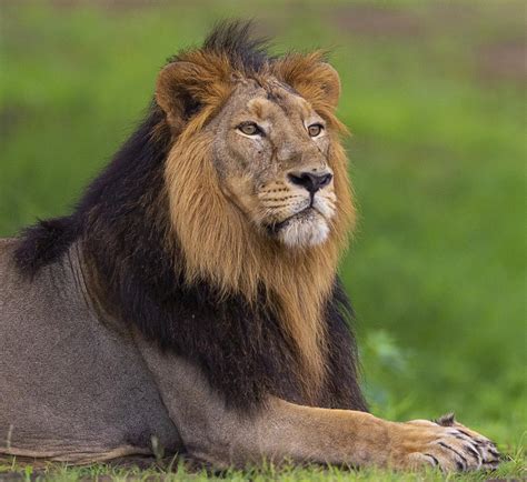 are there wild lions in china
